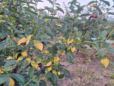 Bolesti i štetočine višnje Bolesti i štetočine višnje