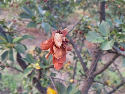Bolesti i štetočine višnje Bolesti i štetočine višnje
