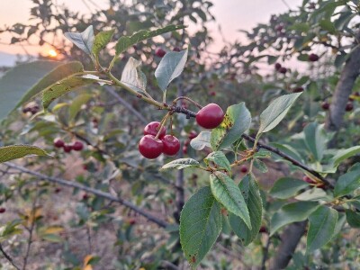 Bolesti i štetočine višnje Bolesti i štetočine višnje