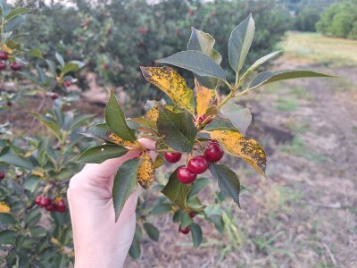 Bolesti i štetočine višnje Bolesti i štetočine višnje