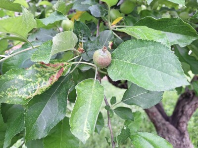 Bolesti jabuke i čime ih suzbiti Bolesti jabuke i čime ih suzbiti