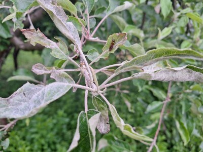 Bolesti jabuke i čime ih suzbiti Bolesti jabuke i čime ih suzbiti