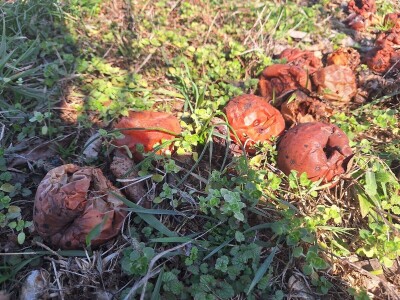 Bolesti jabuke i čime ih suzbiti Bolesti jabuke i čime ih suzbiti