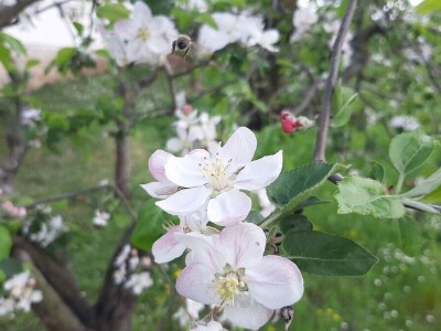 Bolesti jabuke i čime ih suzbiti Bolesti jabuke i čime ih suzbiti