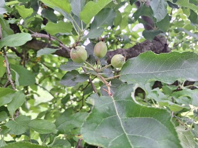 Bolesti jabuke i čime ih suzbiti Bolesti jabuke i čime ih suzbiti
