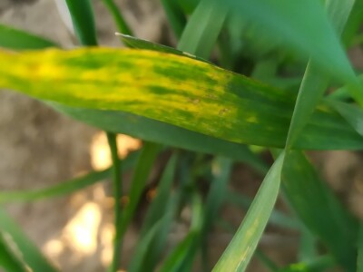 Bolesti voća i žita