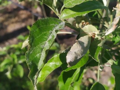 Bolesti voća i žita