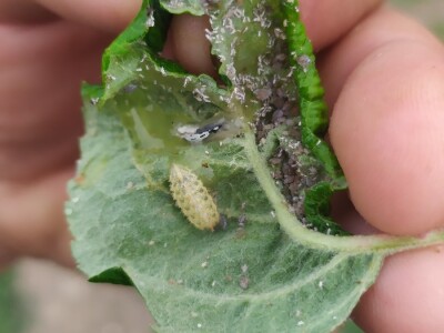 Bolesti voća i žita