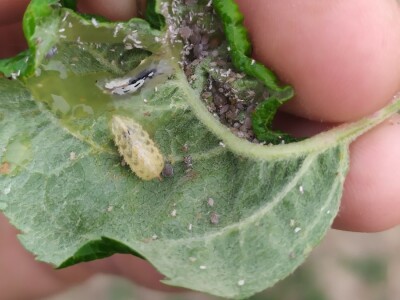 Bolesti voća i žita