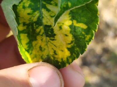 Bolesti voća i žita