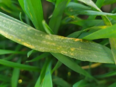Bolesti voća i žita