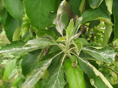 Bolesti voća i žita