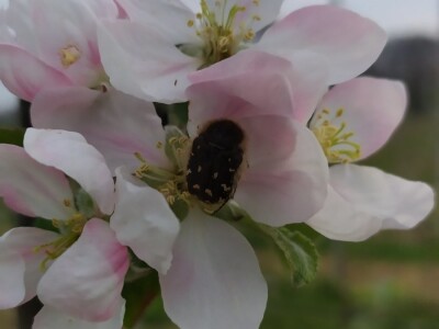 Bolesti voća i žita