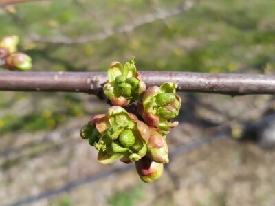 Bolesti voća i žita