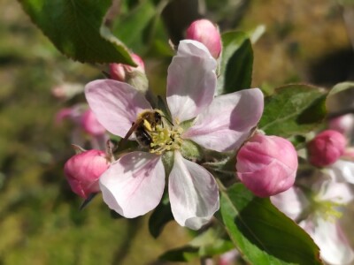 Bolesti voća i žita