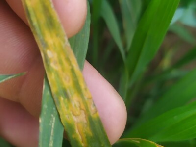 Bolesti voća i žita