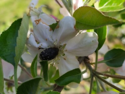 Bolesti voća i žita