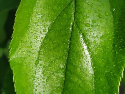 Bolesti voća i žita