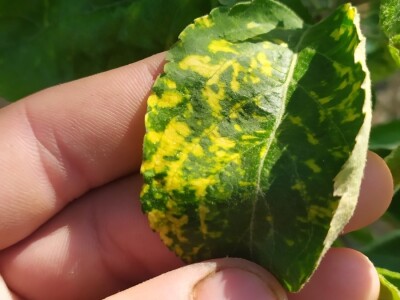 Bolesti voća i žita