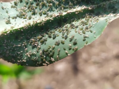 Bolesti voća i žita