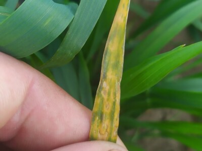 Bolesti voća i žita