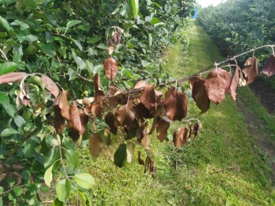 Bolesti voća i žita