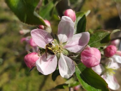 Bolesti voća i žita