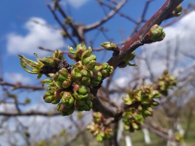 Bolesti voća i žita