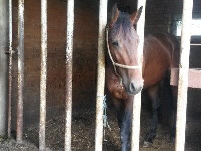 OPG Krivić - Bonanza