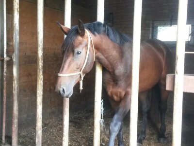 OPG Krivić - Bonanza