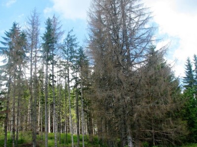 Borba protiv potkornjaka u NP "Tara"