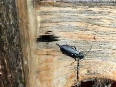 Borba protiv potkornjaka u NP "Tara"