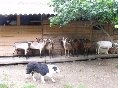 Border collie Željka Kleića