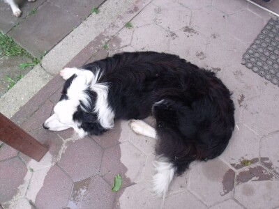 Border collie Željka Kleića