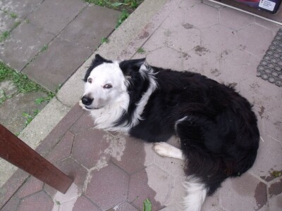 Border collie Željka Kleića