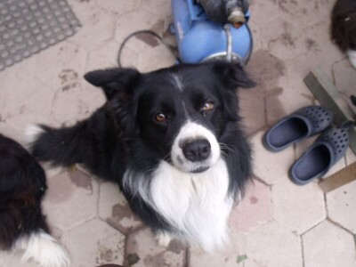 Border collie Željka Kleića