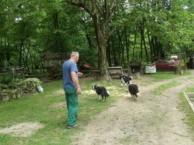 Border collie Željka Kleića