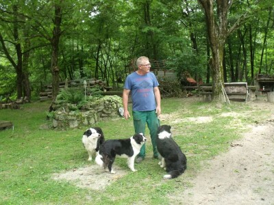 Border collie Željka Kleića