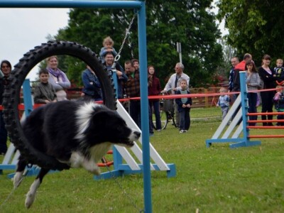 Border collie Željka Kleića
