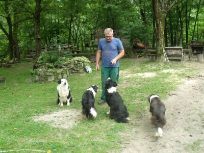 Border collie Željka Kleića