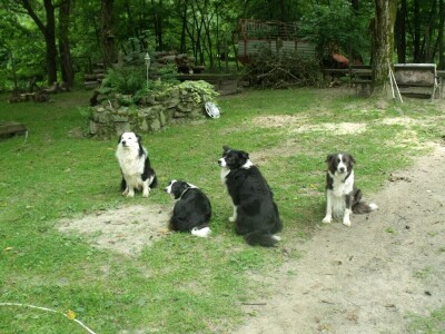 Border collie Željka Kleića