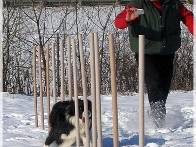 Border collie Željka Kleića
