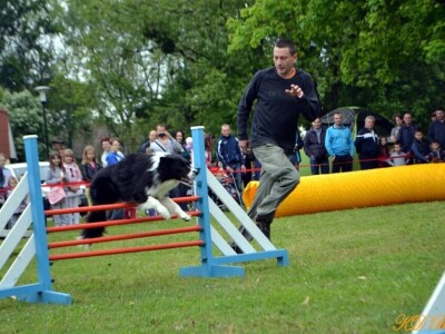 Border collie Željka Kleića