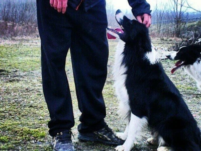 Border collie Željka Kleića