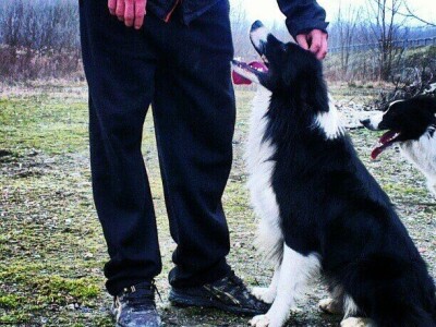 Border collie Željka Kleića