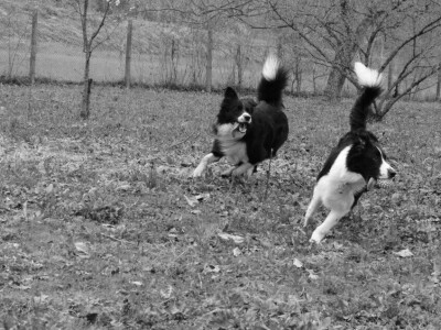 Border collie Željka Kleića