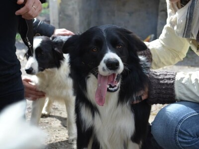 Border collie Željka Kleića