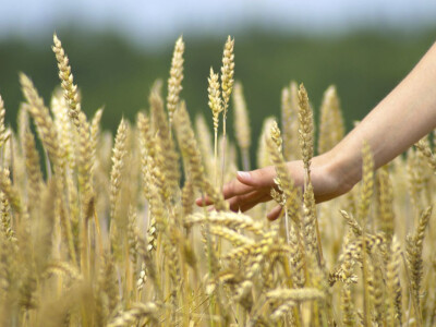 Jesenje đubrenje ratarskih kultura