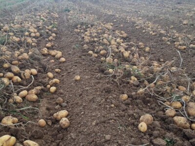 Borički krompir Borički krompir