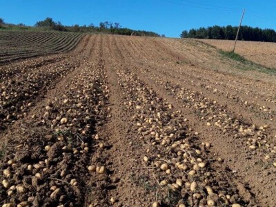 Borički krompir Borički krompir